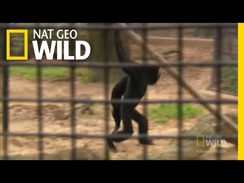Siamang Swing Nat Geo Wild