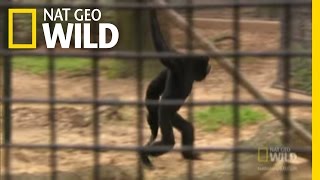 Siamang Swing! | Nat Geo Wild