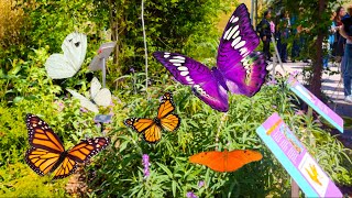 Butterfly Habitat at Springs Preserve, Las Vegas by Fenway Leo 38 views 1 month ago 53 seconds