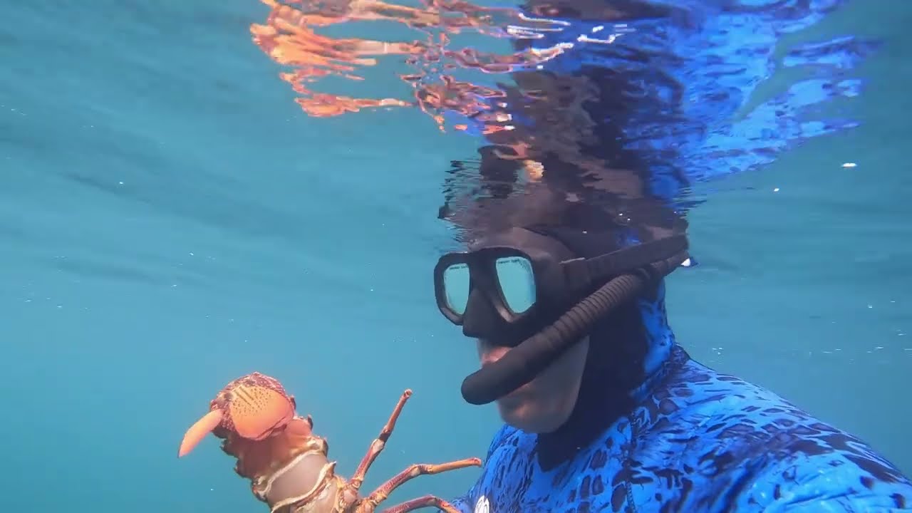 Crayfish & Fishing Massive Snapper | Porirua Wellington NZ