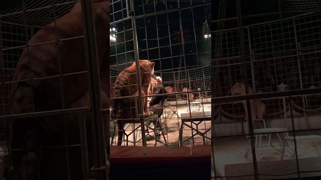 Cirkus HUMBERTO 26.11 2021 Legenda