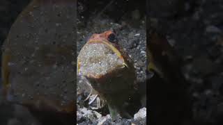 Male jawfish protect their eggs by mouthbrooding, holding and aerating them in their mouth