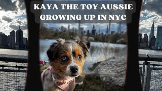 kaya the toy aussie puppy growing up in new york city