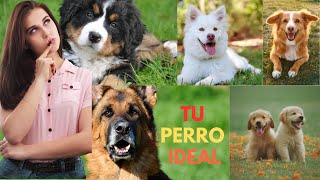 ¿ Sabes CÓMO ELEGIR la RAZA de PERRO adecuada para tu ESTILO de VIDA ?