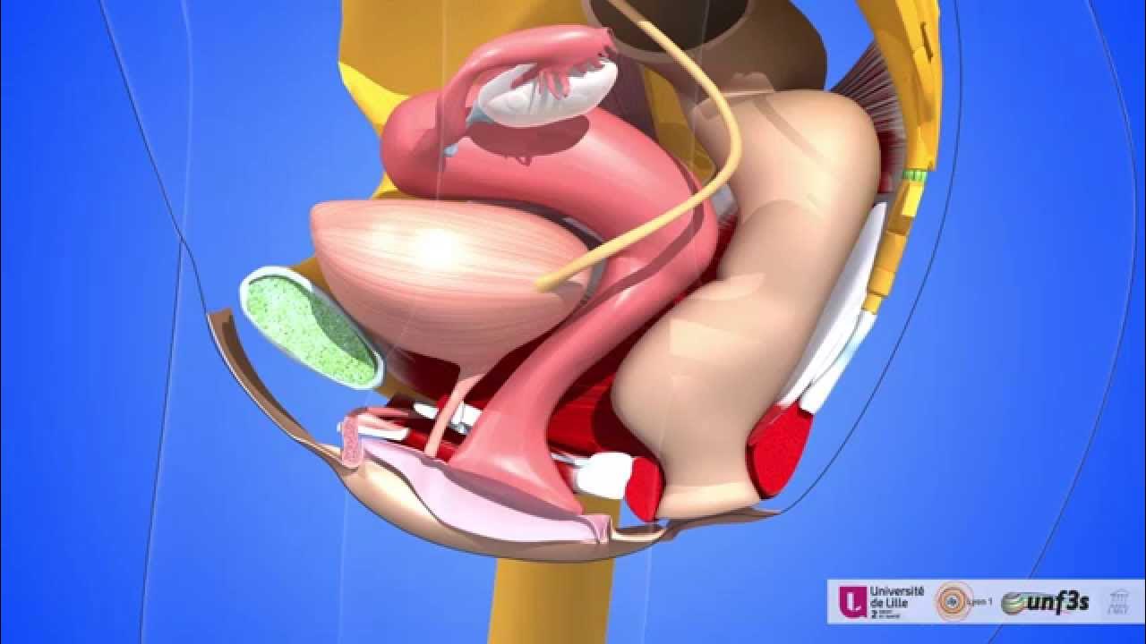 The female pelvic organs. Bladder, vagina, uterus, fallopian tube, ovaries