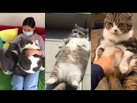 Video Mấy con mèo mập bụng mỡ làm biếng ???? | Yêu Pets - youtube