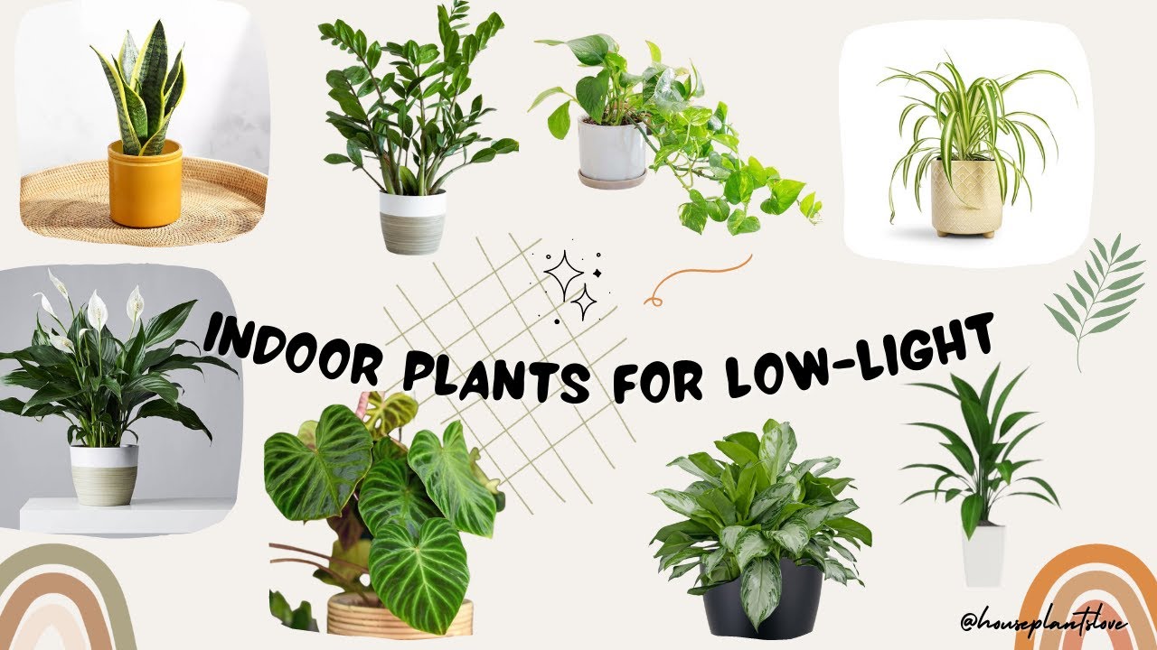 Top 10 Low Light House Plants For Dark Rooms 🌱 BEST Low Light Indoor ...