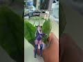 ✨🪴✨ #plants #plantshop #plantsoftiktok #funnyvideo #plantssparkjoy #alocasia
