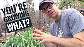 YOU'RE GROWING WHAT? Answering Gardening Questions on the Homestead