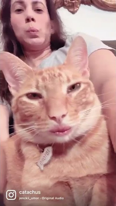 Bongo la bongo cha cha cha con Totoro #cat #fyp #funny