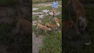 flirtpole with the pups #apbt #pitbull #gamedog #americanpitbullterrier