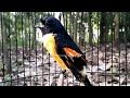 Masteran Burung Mantenan Bukan Mp3 - Mp4 Download