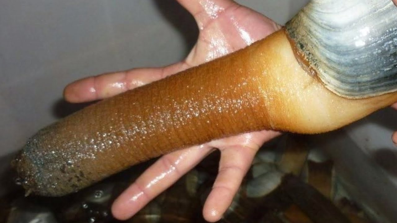 Geoducks Largest Burrowing Clams In The World YouTube