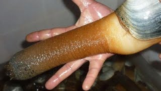 Geoducks - Largest Burrowing Clams In The World