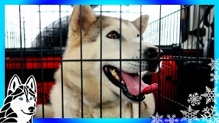 MEET KAYA | HELP US HELP HUSKIES | Dog Rescue