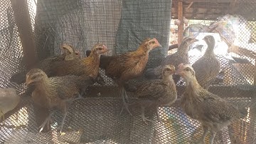 Lo peb saib kuv cov me nyuam qaib dib coob coob lawm nawb