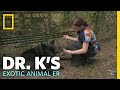 Eye of the Wolf | Dr. K's Exotic Animal ER