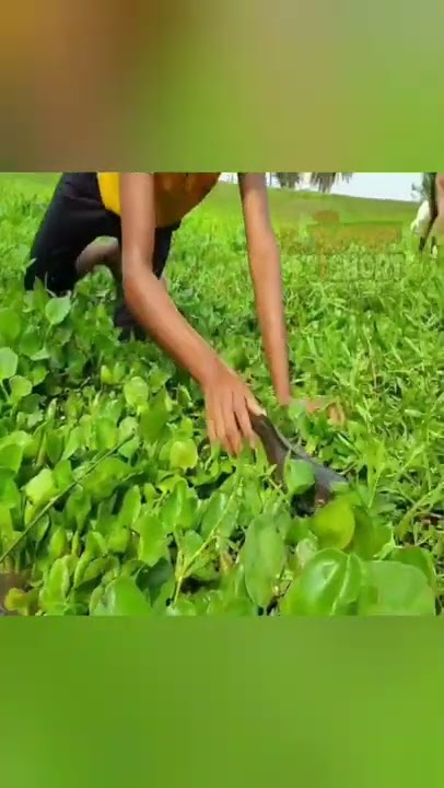 🔴 CARA ORANG INDIA NANGKAP CHANNA AURANTI, ikan mahal🤭 #shorts #channaauranti #heboh #viralvideo