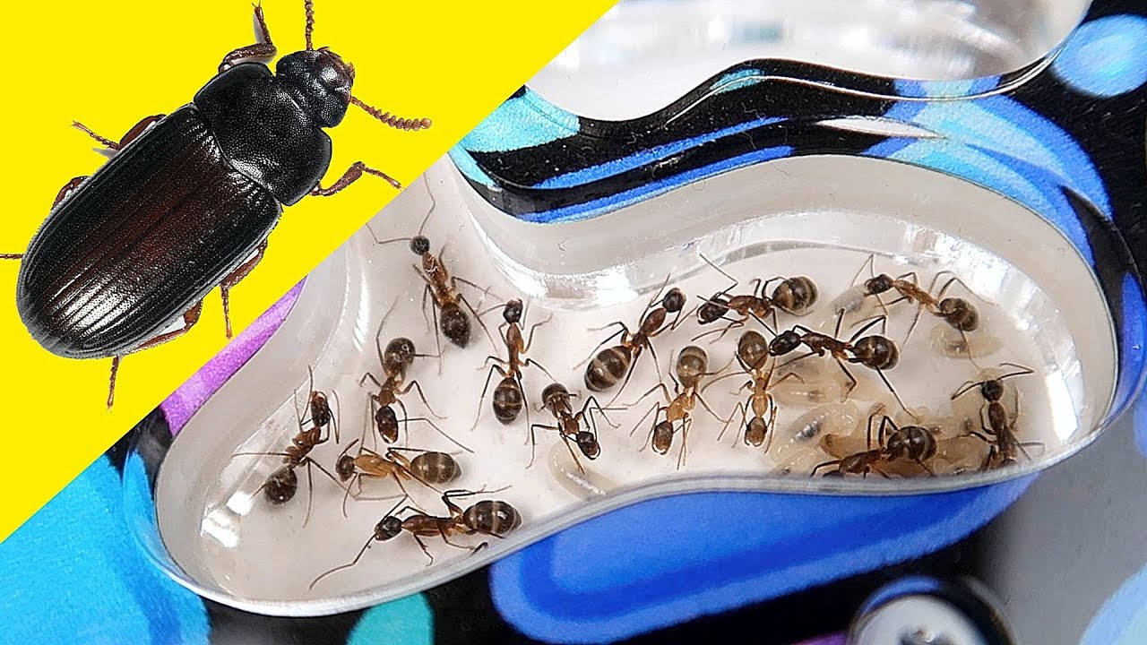 Жук Знахарь для Муравьев! А вы бы сьели Жука? Я нет! Муравьиная ферма, alex boyko