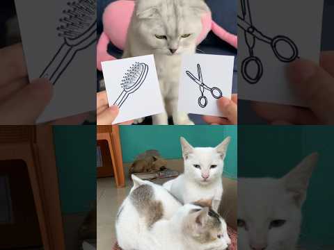 Collab cat video #viral #trending #shortvideo #cat #funny