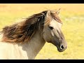 sonido de caballo