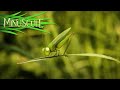 Minuscule - The grasshopper who didn't / La sauterelle qui ne savait pas sauter (Season 2)