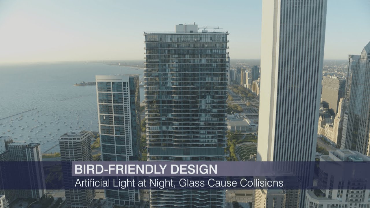 Illinois Bird Safe State Buildings Act Signed into Law YouTube