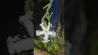 Trichosanthes kirilowii flower