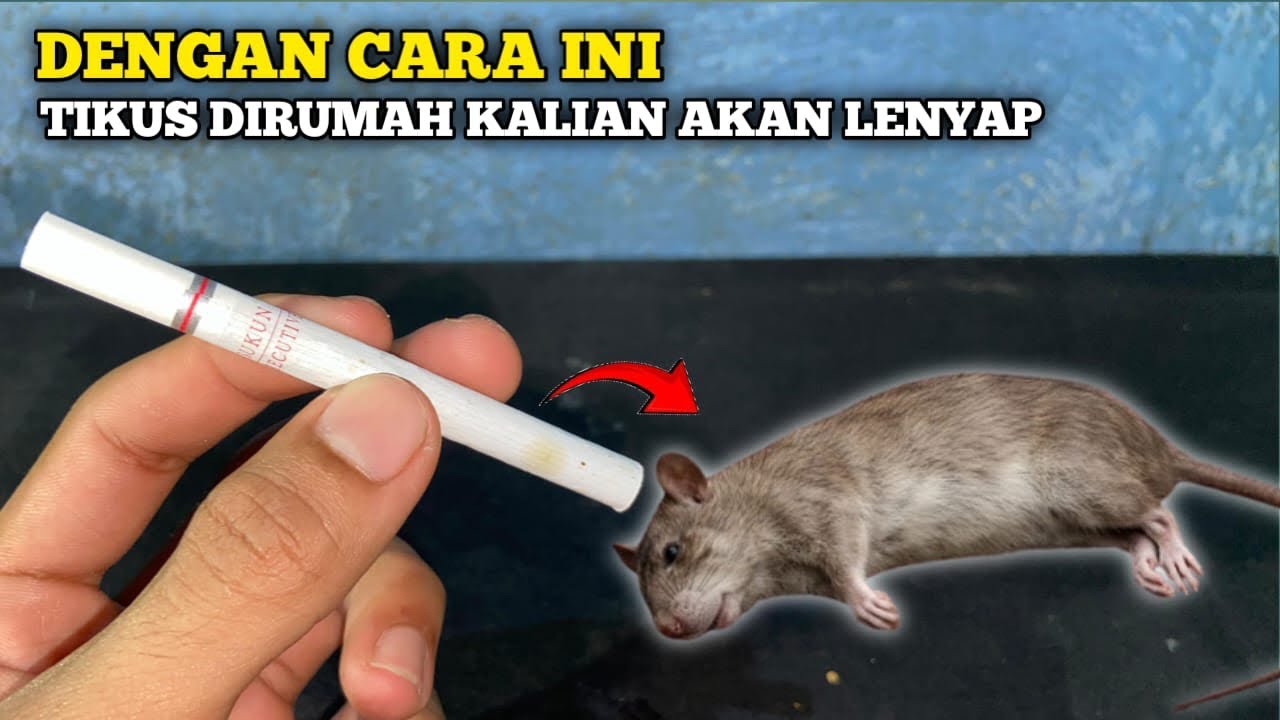 TIKUS PERGI SELAMANYA‼️inilah cara mengusir tikus dengan mudah