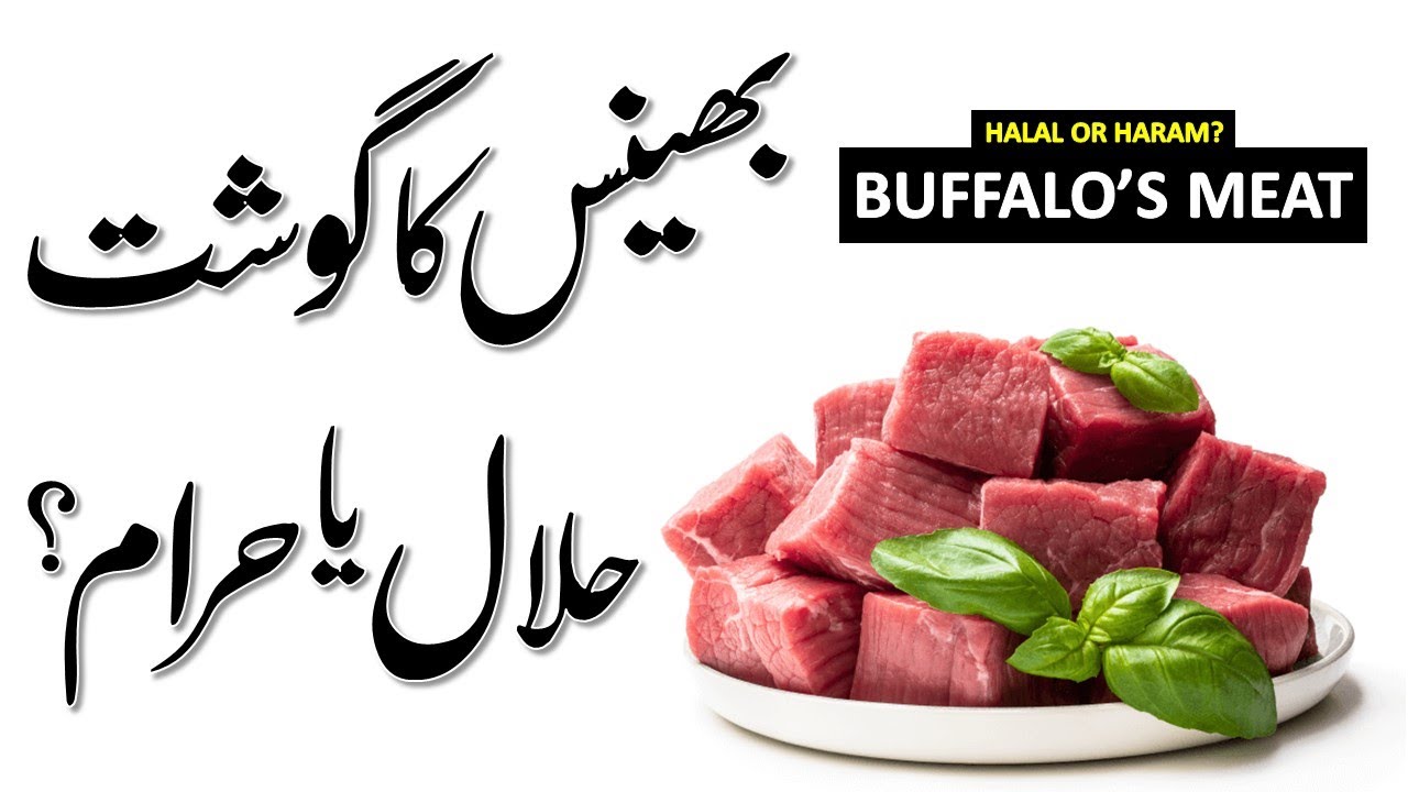 Bhains Ka Gosht (بھینس کا گوشت) | Buffalo | Tibe Ahlebait Part - 217 ...