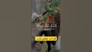 "وأوحى ربك إلى النحل | تلاوة مؤثرة للقارئ خالد الجليل من سورة النحل"