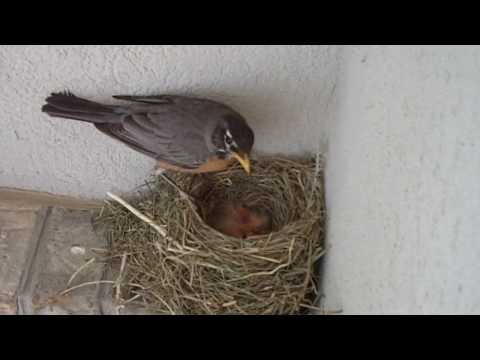 Robin Bird Nest Eggs Hatched and Baby Starlings On Front Porch Father Visits and Feeds.wmv