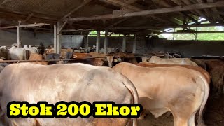 BAHAYA ‼️ HARGA EKONOMIS SAPI QURBAN 19 23 26 juta ‼️