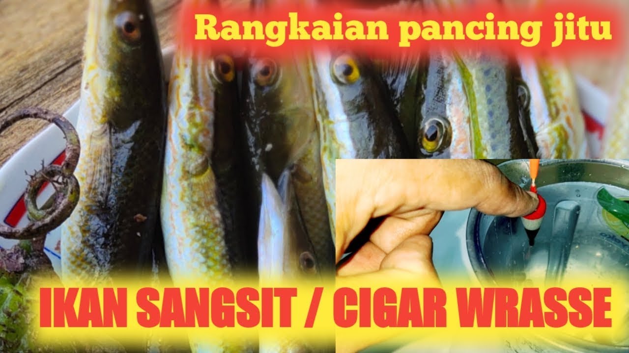 Cara membuat rangkaian pancing  ikan  sangsit pemancing 