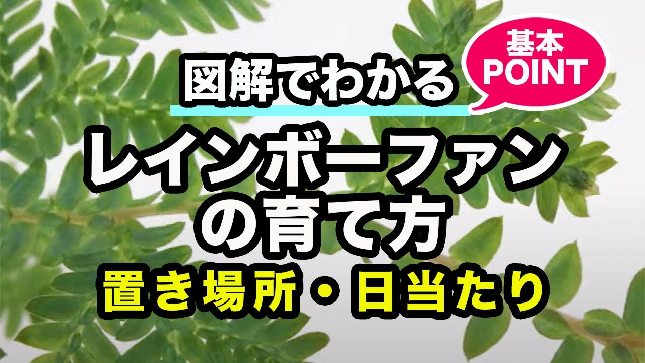 レインボーファンの育て方 別名 コンテリクラマゴケ カインズ植物図鑑 Youtube