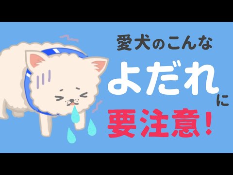 犬のよだれが止まらない！危険なヨダレの見分け方