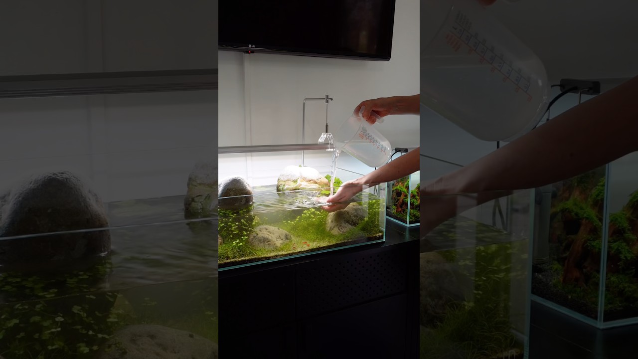 Shallow tank refill #aquascaping #aquascape #aquarium #plantedtank #plantedaquarium
