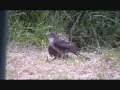 Sparrowhawk Vs Magpies.