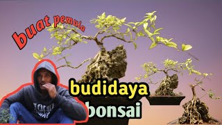 BUDIDAYA BONSAI RUMAHAN ALA MAS UPI ‼️‼️belajar bonsai dari nol untuk pemula