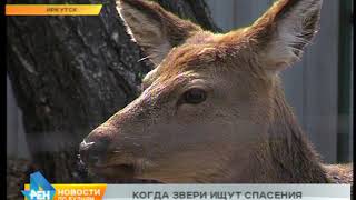 Дикие звери в Иркутской области всё чаще выходят к людям
