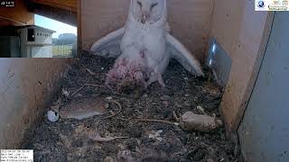 Wow! Hungry hungry owl babies get fed under their Mom in the LIVE Barn Owl Israel 4K Cam 1