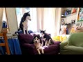 HUSKIES SOLOS EN CASA vigilando que no entren ni las moscas 🤣