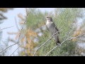 Birding Kazakhstan & Kyrgyzstan