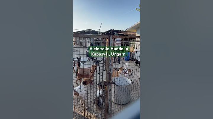 Unser Tierheim in Kaposvar #ungarn #hunde #adoptme #tierschutz