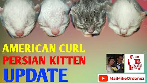 Watch the video about MAIMIKEORDOÑEZ VLOG 013 || AMERICAN CURL X PERSIAN KITTEN | SUGAR AND GROOT BABIES | UPDATE