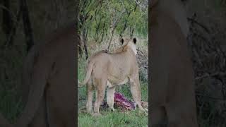 This is Why Wild Dogs Fear Lions #wildlifereality #survival