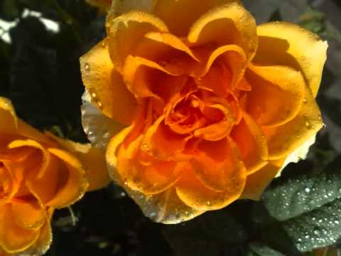 Video: Keltainen ruusu: kauniin kukan merkitys