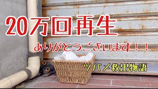 #84 近所の野良ツバメ巣落下事故・雛達を救出せよ/No.1