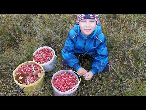 Видео: Слоеная клюква