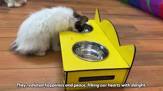 Worried poor kitten crying and begs people to help, but everyone ignored! by Cat Care Squad 407,603 views 6 months ago 11 minutes, 24 seconds